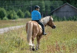 What Are The Basic Commands Used In Horse Riding?