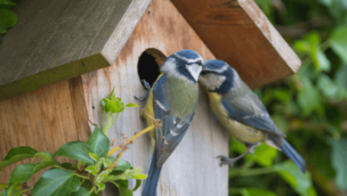 How Bird Nest Containers Contribute to a Healthier Kitchen Environment