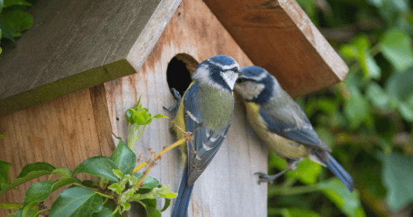 How Bird Nest Containers Contribute to a Healthier Kitchen Environment