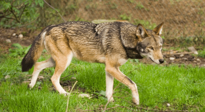 Cute:8td8pfoiyrq= Red Wolf