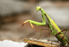 Beautiful:3p3zneknime= Praying Mantis