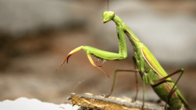 Beautiful:3p3zneknime= Praying Mantis