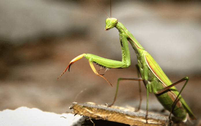 Beautiful:3p3zneknime= Praying Mantis