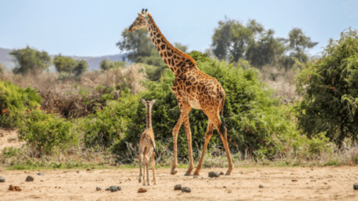 Baby:2vwynllygms= Giraffe