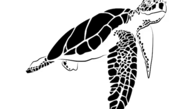 Outline:08s0y8uj6n8= Turtle Clipart