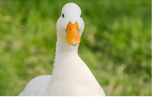 Clipart:1pbp54ha4qe= Ducks