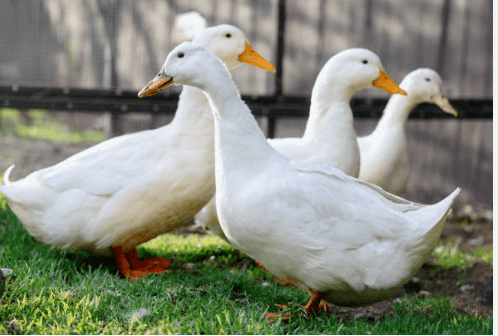 Clipart:1pbp54ha4qe= Duck