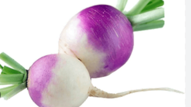 Clipart:0not_4qntmq= Turnip