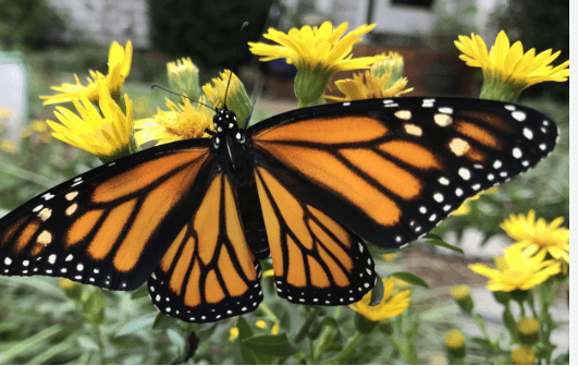 Clipart:0bwblgpul90= Monarch Butterfly