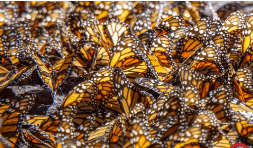 Clipart:0bwblgpul90= Monarch Butterfly